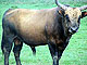 Heck_Cattle_ in_Oostvaardersplassenthumbnail.jpg